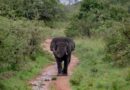 Elephants: Unique animals with exceptional memory—Three times that of humans