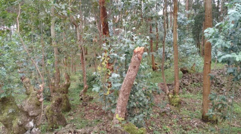 The trees they cut down are said to be sold to people nearby