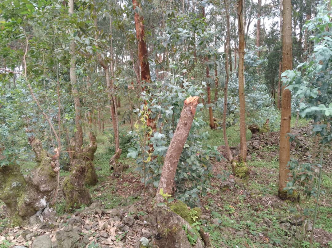The trees they cut down are said to be sold to people nearby
