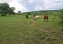 Nyagatare:Abahinzi baratabaza leta kubongerera imbaraga zo kuhira imyaka yabo