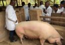 Gicumbi: Pig Farmers Reminded of Five Key Aspects to Consider