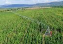 Frw 1.7 billion invested in agricultural and livestock insurance