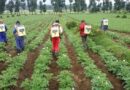 Rwanda increases agriculture and livestock budget for 2025/2026 to boost production