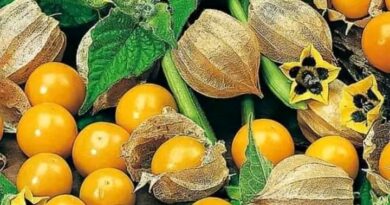 Menya akamaro ko kurya  Gaperi (Physalis peruviana) ku buzima