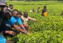 Gicumbi : Urubyiruko ruhinga icyayi rwatangiye guhindura ubuzima