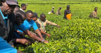 Gicumbi : Urubyiruko ruhinga icyayi rwatangiye guhindura ubuzima