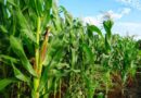 Weather Forecast Integration Poised to Enhance Agricultural Yields in Rwanda’s 2025/2026 Farming Season