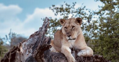 Akagera National Park lion population triples in 10 years