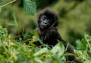 RDB announces number of baby Gorillas to be named