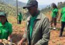 Nappier grasses planted in Byumba to protect soil and fight erosion