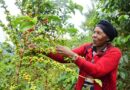 Coffee farmers to start buying fertilizer with NAEB support
