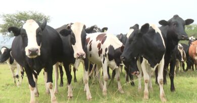 RGB yagaragaje uko abaturage bo mu turere 7 tw’Intara y’Uburengerazuba babona serivisi z’ubworozi RGB yagaragaje uko abaturage bo mu turere 7 tw’Intara y’Uburengerazuba babona serivisi z’ubworozi