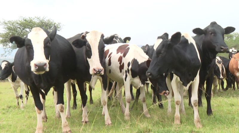 RGB yagaragaje uko abaturage bo mu turere 7 tw’Intara y’Uburengerazuba babona serivisi z’ubworozi RGB yagaragaje uko abaturage bo mu turere 7 tw’Intara y’Uburengerazuba babona serivisi z’ubworozi