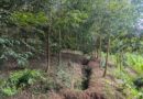The LCDF3 project will develop 500 hectares of radical terraces and plant forests on 2,000h The LCDF3 project will develop 500 hectares of radical terraces and plant forests on 2,000h