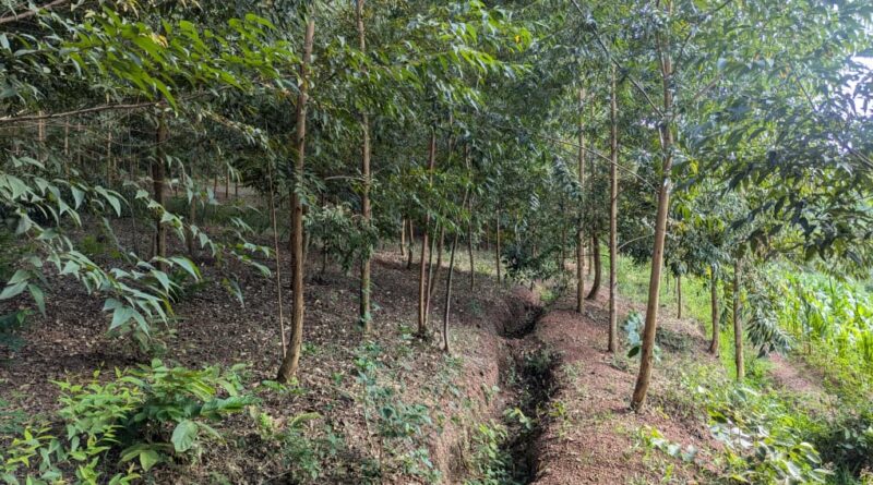 The LCDF3 project will develop 500 hectares of radical terraces and plant forests on 2,000h The LCDF3 project will develop 500 hectares of radical terraces and plant forests on 2,000h
