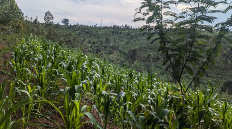 Umushinga LCDF3 uzasiga hegitari 500 ziciweho amaterasi y’indinganire naho 2000H ziterweho amashyamba Umushinga LCDF3 uzasiga hegitari 500 ziciweho amaterasi y’indinganire naho 2000H ziterweho amashyamba