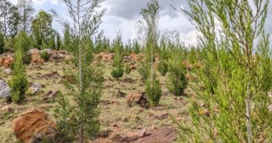 REMA binyuze mu mushinga wa NAP yagaragaje umwihariko w’ibiti bya Caltris mu guha ubuzima ubutaka bw’urutare REMA binyuze mu mushinga wa NAP yagaragaje umwihariko w’ibiti bya Caltris mu guha ubuzima ubutaka bw’urutare