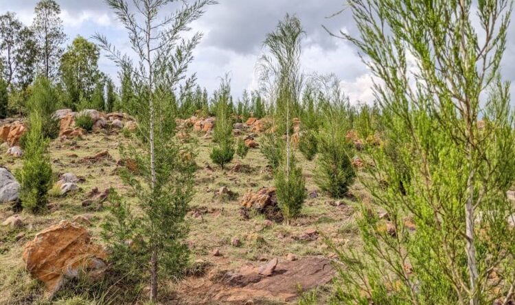 REMA binyuze mu mushinga wa NAP yagaragaje umwihariko w’ibiti bya Caltris mu guha ubuzima ubutaka bw’urutare REMA binyuze mu mushinga wa NAP yagaragaje umwihariko w’ibiti bya Caltris mu guha ubuzima ubutaka bw’urutare