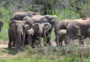How technology and scientific research have enhanced the level of elephant conservation in Akagera NP