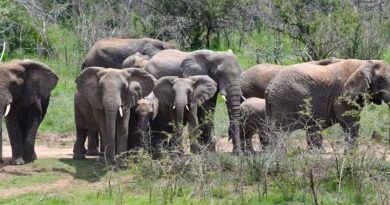 How technology and scientific research have enhanced the level of elephant conservation in Akagera NP How technology and scientific research have enhanced the level of elephant conservation in Akagera NP