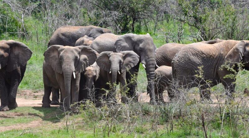 How technology and scientific research have enhanced the level of elephant conservation in Akagera NP How technology and scientific research have enhanced the level of elephant conservation in Akagera NP