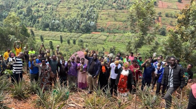 Gicumbi: Youth embrace climate-resilient pineapple farming