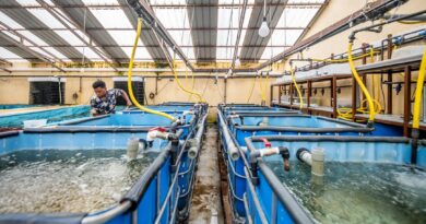 How community fish Farming is transforming livelihoods and saving Akagera NP