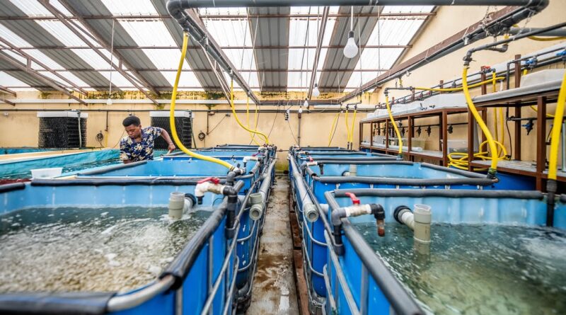 How community fish Farming is transforming livelihoods and saving Akagera NP