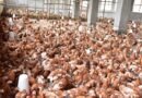 Rwanda Shifts Focus to Poultry Farming to Boost Meat Production