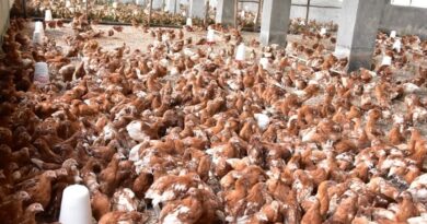 Rwanda Shifts Focus to Poultry Farming to Boost Meat Production