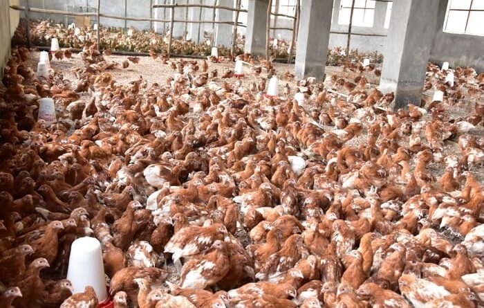 Rwanda Shifts Focus to Poultry Farming to Boost Meat Production