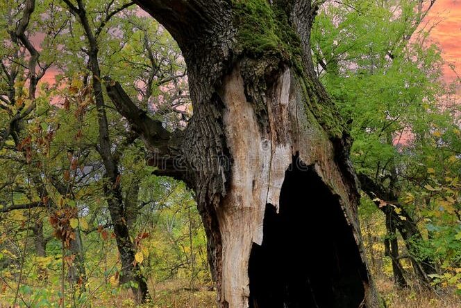 Deadwood Is not a waste: A pillar of forest life and biodiversity