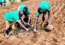 Burera: Planting season launched with a focus on increasing productivity and soil conservation Burera: Planting season launched with a focus on increasing productivity and soil conservation