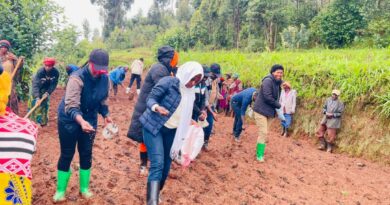 Gicumbi: Farmers to plant wheat on 50 hectares despite prolonged daily rainfall Gicumbi: Farmers to plant wheat on 50 hectares despite prolonged daily rainfall
