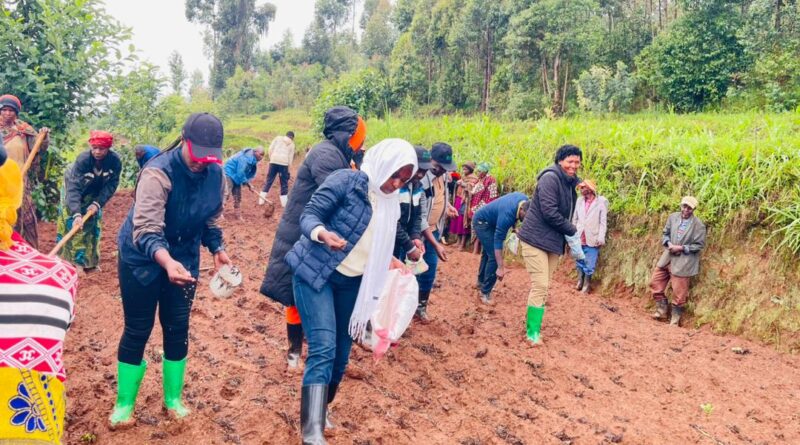 Gicumbi: Farmers to plant wheat on 50 hectares despite prolonged daily rainfall Gicumbi: Farmers to plant wheat on 50 hectares despite prolonged daily rainfall