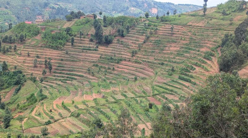 Ngororero: Environmental conservation and agriculture are transforming lives through ARCOS’ MULAKILA project