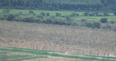Gicumbi: Hillside tea farming becomes a solution to heavy rainfall in Gatuna marshland