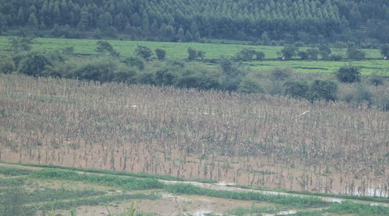 Gicumbi: Hillside tea farming becomes a solution to heavy rainfall in Gatuna marshland