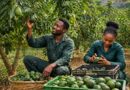 🌿 Sustainable Avocado Farming in Rwanda: From Orchard Management to Market Value Creation 🥑
