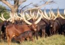Gicumbi: An integrated model of ancestral Ankole cattle husbandry, afforestation, and wetland rehabilitation as pillars of environmental resilience