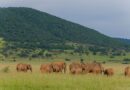 Akagera NP posts over RWF 1.7 Billion in Q1 2026 revenue, signaling an 8% upswing,visitor footfall surpasses 11,700