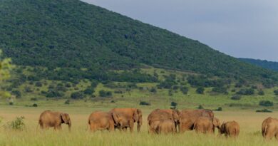 Akagera NP posts over RWF 1.7 Billion in Q1 2026 revenue, signaling an 8% upswing,visitor footfall surpasses 11,700