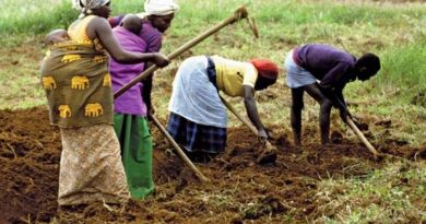 NISR study reveals growth in crop production for season A 2026