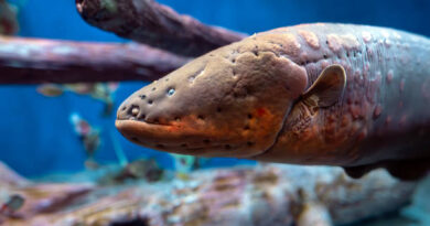 Electrogenic Fish: The astonishing aquatic species capable of generating electricity