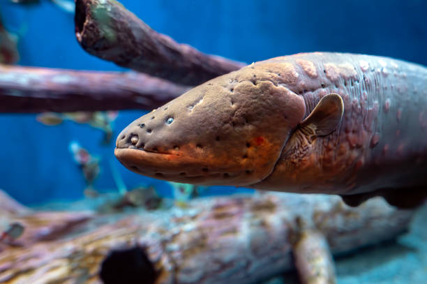 Electrogenic Fish: The astonishing aquatic species capable of generating electricity