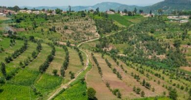 Green Gicumbi na Green Amayaga: Imishinga Yabaye Umusingi w’Ubudahangarwa bw’u Rwanda mu Guhangana n’Imihindagurikire y’Ikirere Green Gicumbi na Green Amayaga: Imishinga Yabaye Umusingi w’Ubudahangarwa bw’u Rwanda mu Guhangana n’Imihindagurikire y’Ikirere
