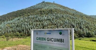 Green Gicumbi and Green Amayaga: Flagship initiatives strengthening Rwanda’s climate resilience Green Gicumbi and Green Amayaga: Flagship initiatives strengthening Rwanda’s climate resilience