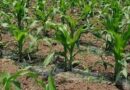 Rwanda : Government expands subsidies for fertilizers and certified seeds for the 2027A agricultural season Rwanda : Government expands subsidies for fertilizers and certified seeds for the 2027A agricultural season