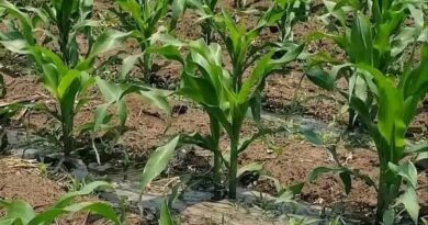 Rwanda : Government expands subsidies for fertilizers and certified seeds for the 2027A agricultural season Rwanda : Government expands subsidies for fertilizers and certified seeds for the 2027A agricultural season