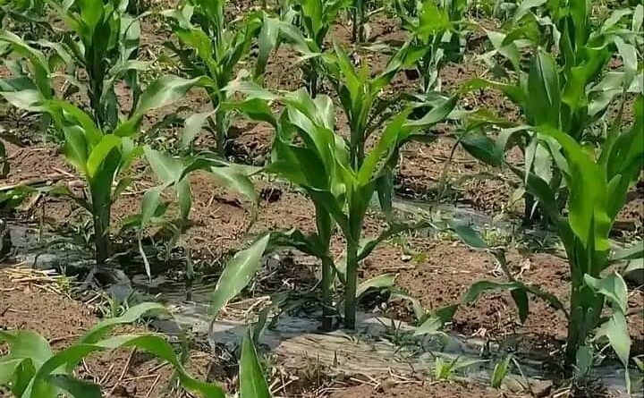 Rwanda : Government expands subsidies for fertilizers and certified seeds for the 2027A agricultural season Rwanda : Government expands subsidies for fertilizers and certified seeds for the 2027A agricultural season